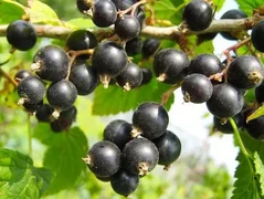 currant-vologda-variety-description.webp