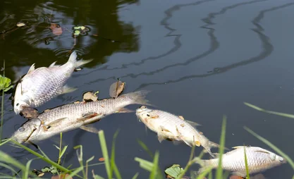 dead_fish.0.jpg