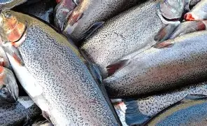 Кыргызстанда форель балыгын өстүрүү келечектүү тармакка айланууда