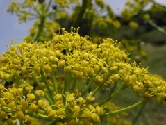 ferula.jpg