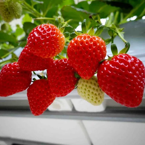 image.webp