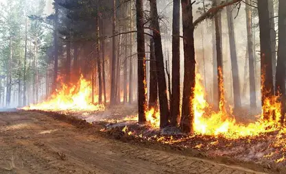 Бурятиядагы токой өртү 116,5 миң гектарга жетти