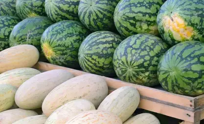 Өлкөдө коон-дарбыз саткан атайын аянтчалар уюштурулат
