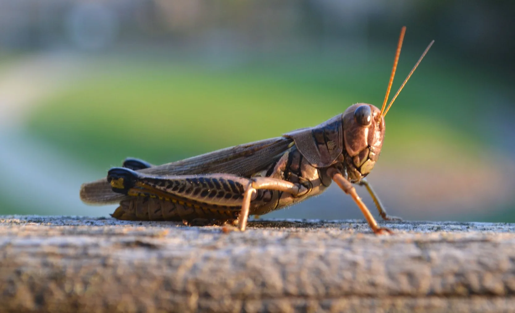 nature-photography-wildlife-insect-fauna-invertebrate-close-up-grasshopper-locust-macro-photography-arthropod-cricket-like-insect-126409.jpg