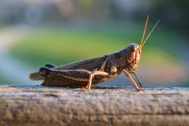 nature-photography-wildlife-insect-fauna-invertebrate-close-up-grasshopper-locust-macro-photography-arthropod-cricket-like-insect-126409.jpg