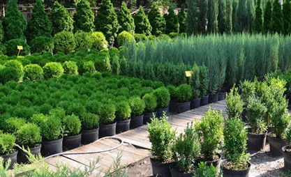pitomnik-rastenij-garden-flora.png