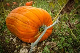 pumpkin-how-to-grow-a-good-harvest.webp