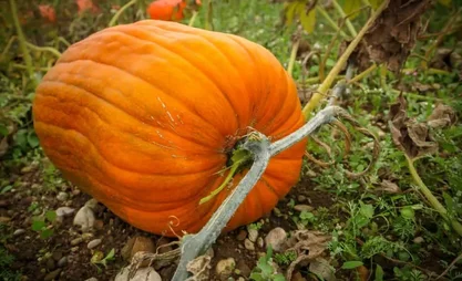 pumpkin-how-to-grow-a-good-harvest.webp