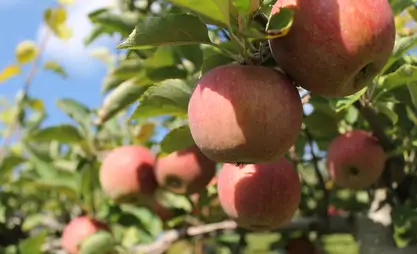 Өлкөдө 26 миң гектардан ашык аянтта алма өстүрүлүүдө