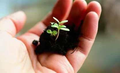 саженец-көчөт-seedling.webp