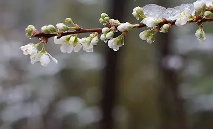 Чүй жана Талас облустарында үшүк жүрүшү күтүлөт