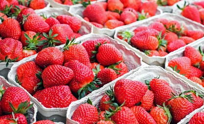 strawberry-portola.webp