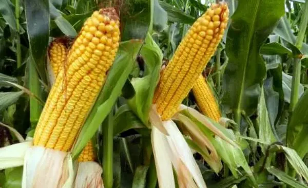 when-can-you-harvest-corn-and-how-to-determine-ripeness-3.webp