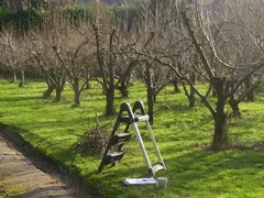 when-to-prune-apple-trees-in-autumn-in-what-month-2.webp